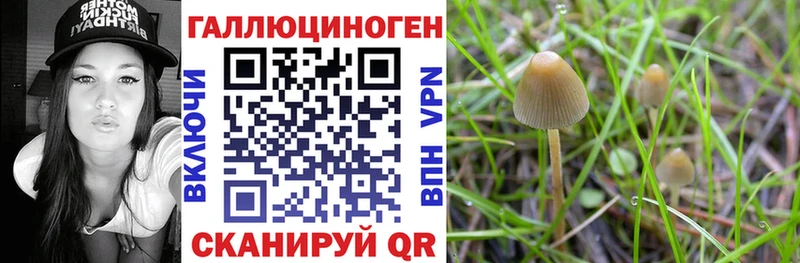 OMG ONION Сорочинск Псилоцибиновые грибы Psilocybine cubensis наркота